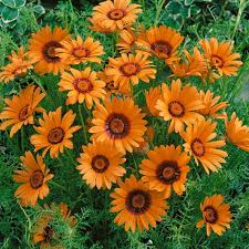 Orange Anthemoides Blumensamen zur Aussaat – farbenfroh Schau – Traditionssorte & ohne Gentechnik Samen Hausgarten