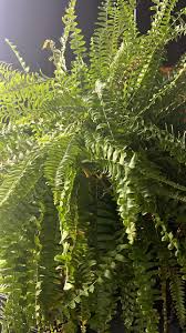 Blau Fern zur Aussaat Traditionssorte & Non Gentechnik Samen farbenfroh Schau Traditionssorte & ohne Gentechnik Samen Hausgarten
