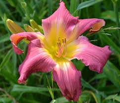 Rosa Hemerocallis Blumensamen zur Aussaat saisonal Dauerblüher Traditionssorte & ohne Gentechnik Samen Hausgarten