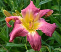 Rosa Hemerocallis Blumensamen zur Aussaat saisonal Dauerblüher Traditionssorte & ohne Gentechnik Samen Hausgarten