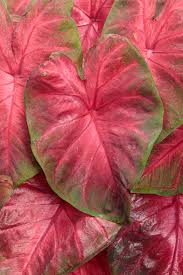 Rot Thailand Caladium Blumensamen zur Aussaat sonnenliebend Traditionssorte & ohne Gentechnik Samen Hausgarten