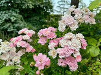 hell Rosa Polyantha Rose Blumensamen zur Aussaat – leuchtend Blüten – Traditionssorte & ohne Gentechnik Samen Hausgarten