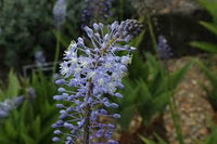 Merwilla Blumensamen zur Aussaat – saisonal Dauerblüher – Traditionssorte & ohne Gentechnik Samen Hausgarten