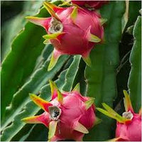 Drachenfrucht Samen Pitahaya