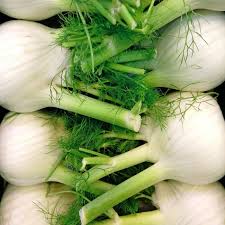 Weiß Florence Fennel Gemüse Samen zum Pflanzen