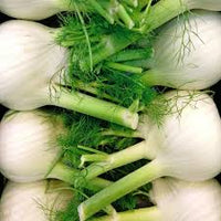 Weiß Florence Fennel Gemüse Samen zum Pflanzen