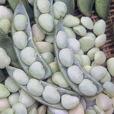 Lila & Weiß Lima Bean Samen zum Pflanzen