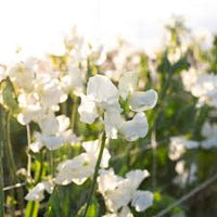 Creme Wicke Blumensamen zur Aussaat kompakt Wuchs Traditionssorte & ohne Gentechnik Samen Hausgarten