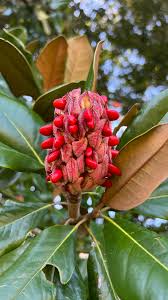 Magnolia Blumensamen zur Aussaat – Anzucht – Traditionssorte & ohne Gentechnik Samen Hausgarten