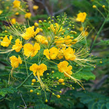 Gelb Caesalpinia Blumensamen Garten beliebt Traditionssorte & ohne Gentechnik Samen Hausgarten