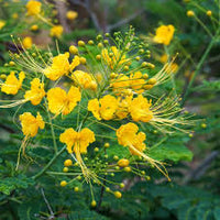 Gelb Caesalpinia Blumensamen Garten beliebt Traditionssorte & ohne Gentechnik Samen Hausgarten