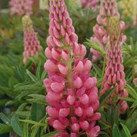 Thick Rosa Lupine Blumensamen zur Aussaat duftend Blüten Traditionssorte & ohne Gentechnik Samen Hausgarten