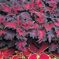 Schwarz Rot Buntnessel Blumensamen zur Aussaat saisonal Dauerblüher Traditionssorte & ohne Gentechnik Samen Hausgarten
