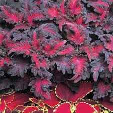 Schwarz Rot Buntnessel Blumensamen zur Aussaat saisonal Dauerblüher Traditionssorte & ohne Gentechnik Samen Hausgarten
