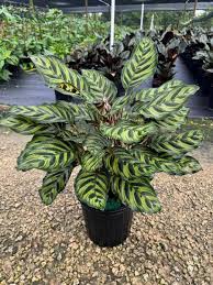 Grün Calathea Blumensamen zur Aussaat – pflegeleicht – Traditionssorte & ohne Gentechnik Samen Hausgarten