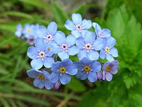 Blau Alpine Forget me not Blumensamen or Heavenly Hybrid-MYOSOTIS ALPESTRIS/Pure Blumensamen
