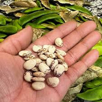 Lila & Weiß Lima Bean Samen zum Pflanzen