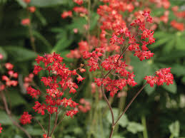 Kastanienrot Heuchera Blumensamen zur Aussaat – Traditionssorte ohne Gentechnik leuchtend Garten Blüten pflegeleicht
