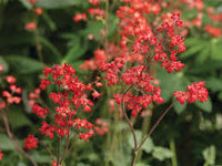 Kastanienrot Heuchera Blumensamen zur Aussaat – Traditionssorte ohne Gentechnik leuchtend Garten Blüten pflegeleicht
