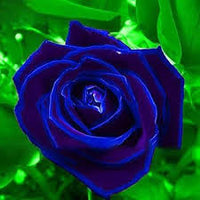 Midnight Supreme dunkel Blau Rose Blumensamen zur Aussaat – Bestäuber freundlich – Traditionssorte & ohne Gentechnik Samen Hausgarten