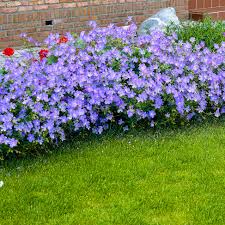 Blau kletternd Geranie Blumensamen zur Aussaat – lang Blüte Saison – Traditionssorte & ohne Gentechnik Samen Hausgarten