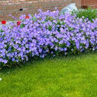 Blau kletternd Geranie Blumensamen zur Aussaat – lang Blüte Saison – Traditionssorte & ohne Gentechnik Samen Hausgarten