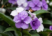 Lila Brunfelsia Pauciflora Blumensamen zur Aussaat – Landhaus Garten wichtig – Traditionssorte & ohne Gentechnik Samen Hausgarten