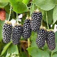 Dewberry or BlackBerry Fruchtsamen zur Aussaat – Bestäuber freundlich – Traditionssorte & ohne Gentechnik Samen Hausgarten