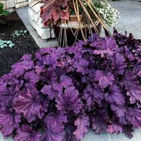 tief Lila Heuchera zur Aussaat farbenfroh Schau Traditionssorte & ohne Gentechnik Samen Hausgarten