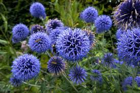 Blau Edeldistel Edeldistel Samen zur Aussaat – einzigartig trockenheitsverträglich Blumensamen