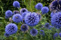 Blau Edeldistel Edeldistel Samen zur Aussaat – einzigartig trockenheitsverträglich Blumensamen