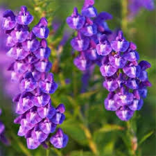 Lila Scutellaria Blumensamen zur Aussaat – Landhaus Garten wichtig – Traditionssorte & ohne Gentechnik Samen Hausgarten
