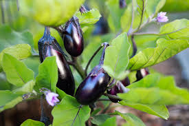 Eggplant Gemüsesamen for Successful Planting