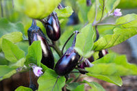 Eggplant Gemüsesamen for Successful Planting