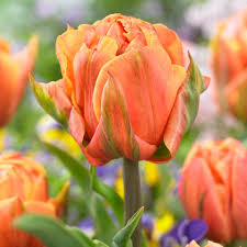Orange Grün Tulpe Blumensamen zur Aussaat Garten beliebt Traditionssorte & ohne Gentechnik Samen Hausgarten