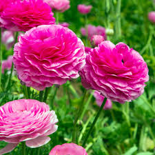 zart Rosa Ranunculus Blumensamen zur Aussaat hochwertige Qualitäts- Traditionssorte & ohne Gentechnik Samen Hausgarten
