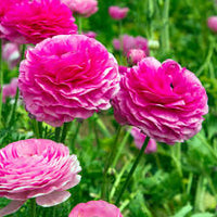 zart Rosa Ranunculus Blumensamen zur Aussaat hochwertige Qualitäts- Traditionssorte & ohne Gentechnik Samen Hausgarten