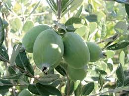 Feijoa Samen Ananas Guave