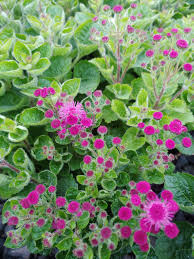 Rose ageratum samen for soft rosa blumen
