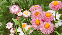 Strawflower Mischung Blumensamen zur Aussaat – ideal Rabatten – Traditionssorte & ohne Gentechnik Samen Hausgarten