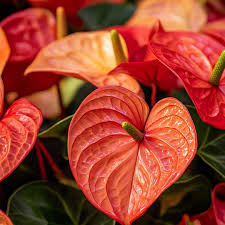 dunkel Orange Flamingoblume Blumensamen zur Aussaat leuchtend Traditionssorte & ohne Gentechnik Samen Hausgarten