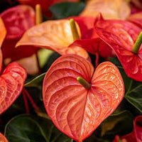 dunkel Orange Flamingoblume Blumensamen zur Aussaat leuchtend Traditionssorte & ohne Gentechnik Samen Hausgarten