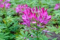 Violett Queen Cleome Samen zur Aussaat Blume Beet