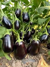 Eggplant Gemüsesamen for Successful Planting
