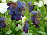 Wachsblumen Samen Mischung fuer Garten