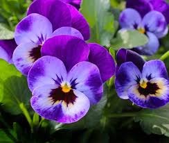 Violett Weiß Stiefmütterchen Blumensamen zur Aussaat duftend Blüten Traditionssorte & ohne Gentechnik Samen Hausgarten