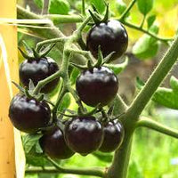 Blau Tomate Gemüsesamen for Garden Planting