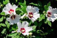 Weiß Sharon Rose Blumensamen zur Aussaat – farbenfroh Schau – Traditionssorte & ohne Gentechnik Samen Hausgarten