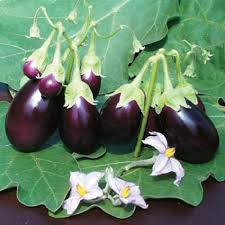 Eggplant Gemüsesamen for Successful Planting