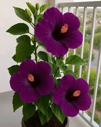 dunkel Lila Hibiskus Blumensamen zur Aussaat Bestäuber freundlich Traditionssorte & ohne Gentechnik Samen Hausgarten